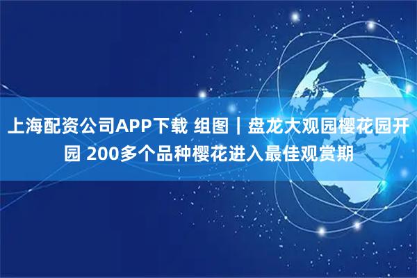 上海配资公司APP下载 组图｜盘龙大观园樱花园开园 200多个品种樱花进入最佳观赏期